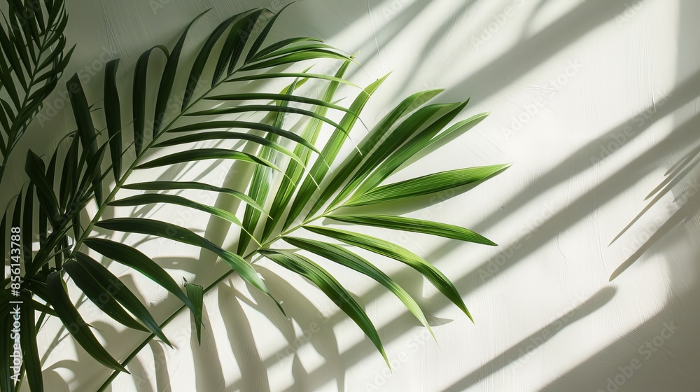 Palm leaves casting shadows on a white wall, natural sunlight effect. Minimalist nature concept Palm leaves casting shadows on a white wall, natural sunlight effect. Minimalist nature concept
