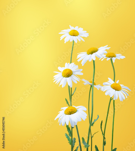 Daisies on a yellow background.