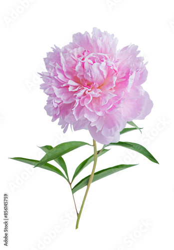 Fototapeta Naklejka Na Ścianę i Meble -  Peony flower isolated on transparent background.