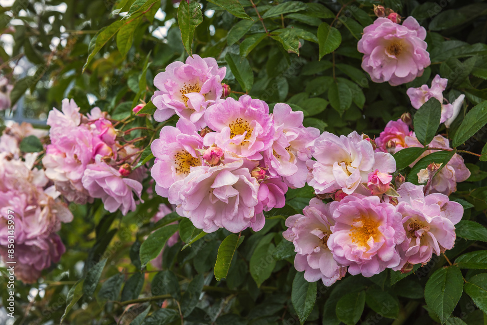 Climbing rose Helene. Exquisite selected varieties of roses. Flowers for parks, gardens, bouquets Climbing rose Helene. Exquisite selected varieties of roses. Flowers for parks, gardens, bouquets
