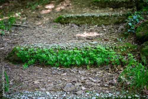 Nahaufnahme einer Alten und zum Teil überwucherten Treppe im Wald im Frühling bei Sonnenschein