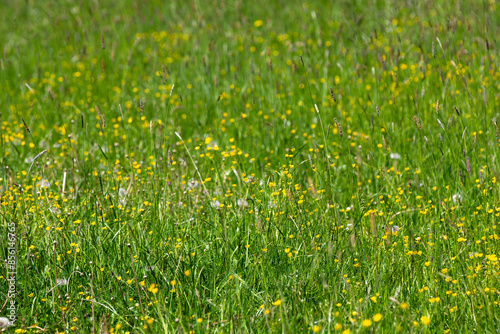 Blühende bunte Blumenwiese im Frühling bei Sonnenschein