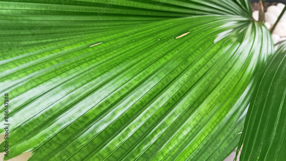 Obraz premium Saribus rotundifolius plant leaf pattern