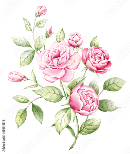 vector illustration of rose flowers with separate layers