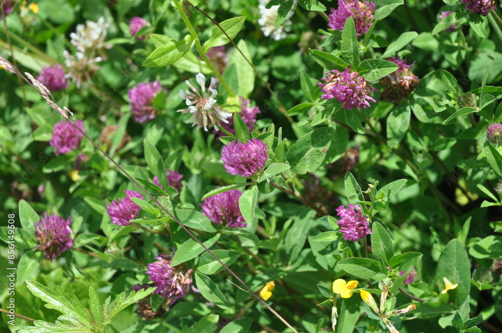 Klee, Natur, Garten, Pflanze, Hintergrund, Grün, Lila, Licht, Blume, Wildblume Klee, Natur, Garten, Pflanze, Hintergrund, Grün, Lila, Licht, Blume, Wildblume