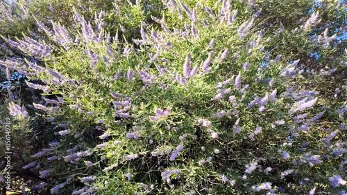Chaste tree: a species of Chaste trees, its botanical name is Vitex agnus-castus.