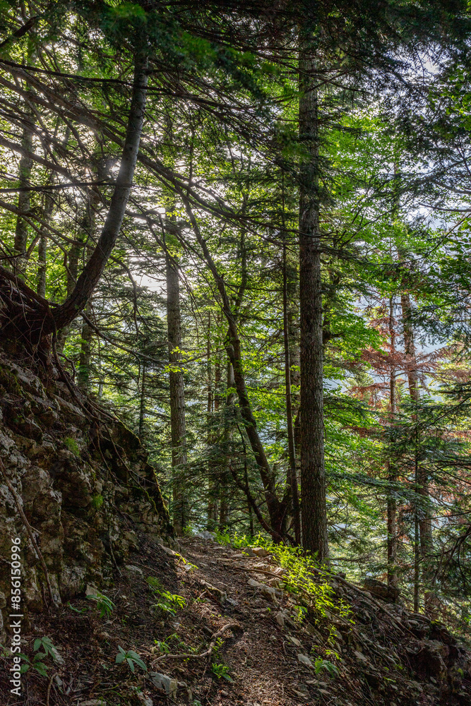 Obraz premium Bois du chapitre