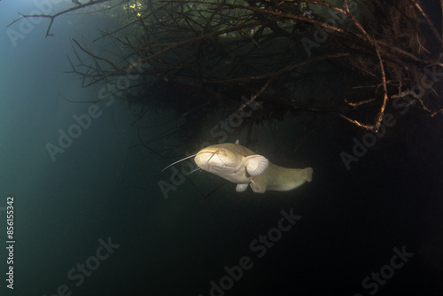 Wels catfish is near the bank. Albino wels during dive. European fish in fresh water. Huge fish with wide mouth and long barbel.  photo