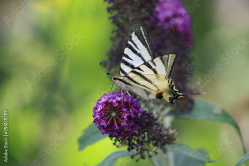 Rare butterfly. Papilio podalirius. Close-up.
