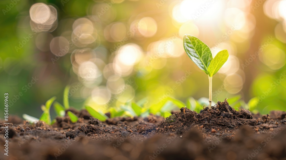 Green Sprout Growing in Soil With Sunlight Green Sprout Growing in Soil With Sunlight