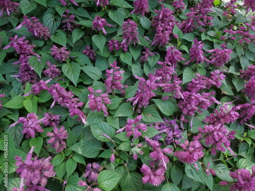 Wallpaper Mural Beautiful purple flowers called Salvia divinorum flower shrub stock photo Torontodigital.ca