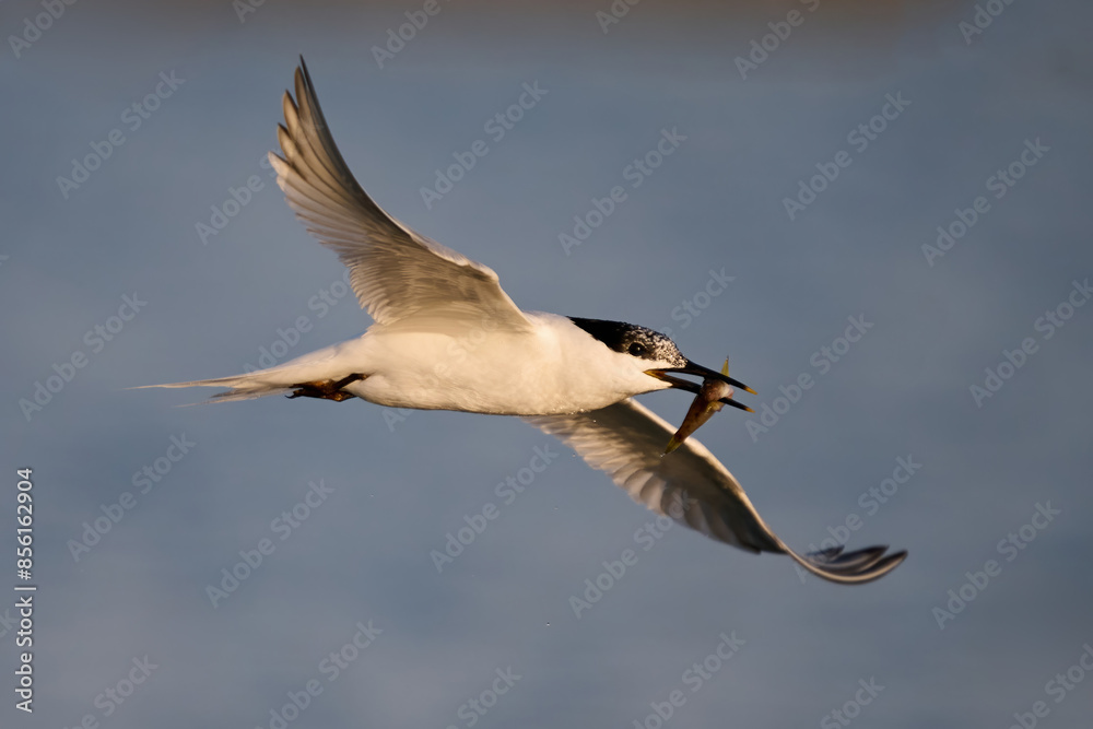 Obraz premium Sandwich tern (Thalasseus sandvicensis)