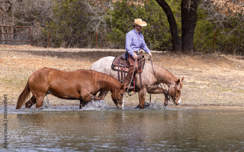 Cowboy Horse trainer colt breaker leading horse water Cowboy Horse trainer colt breaker leading horse water
