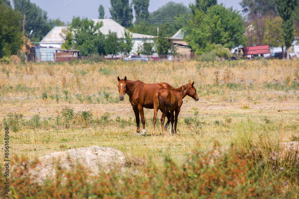 A herd of horses graze in the meadow in summer, eat grass, walk and frolic. Pregnant horses and foals, livestock breeding concept. A herd of horses graze in the meadow in summer, eat grass, walk and frolic. Pregnant horses and foals, livestock breeding concept.
