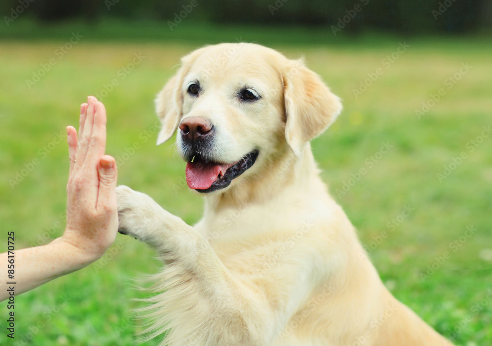 Golden Retriever dog gives paw to hand high five owner woman on the grass training in park Golden Retriever dog gives paw to hand high five owner woman on the grass training in park