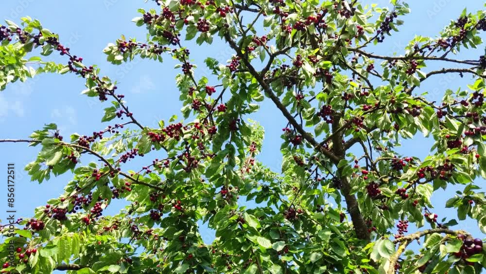 leckere reife rote Kirschen am Kirschbaum mit leicht im Wind wiegenden Blättern - Früchte, gesund, vitaminreich, Kirschernte, lecker, saftig, windig, Sommer, Garten, Nahaufnahme
leckere reife rote Kirschen am Kirschbaum mit leicht im Wind wiegenden Blättern - Früchte, gesund, vitaminreich, Kirschernte, lecker, saftig, windig, Sommer, Garten, Nahaufnahme