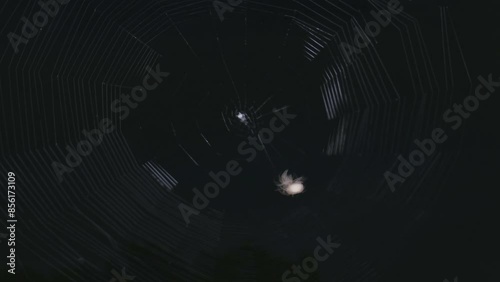 Spider weaving a web and catching prey at night, lit by a light with dark black sky behind. Shot in time-lapse over about one hour. Arachnid orb weaver garden spider spinning silk in a pattern.