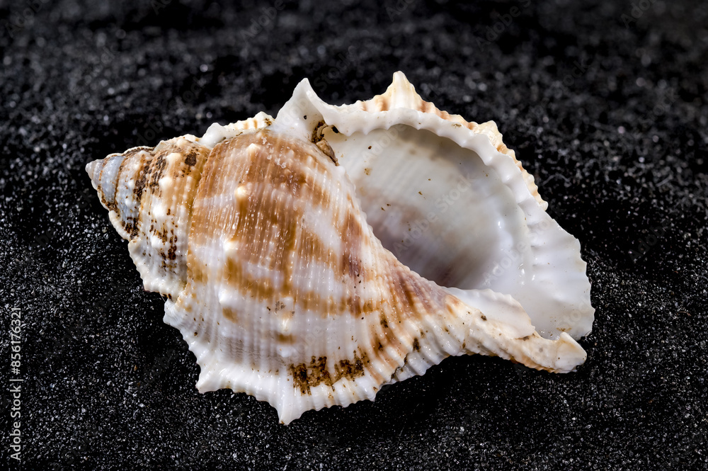 Bursa Spinosa Seashell on a black sand background Bursa Spinosa Seashell on a black sand background
