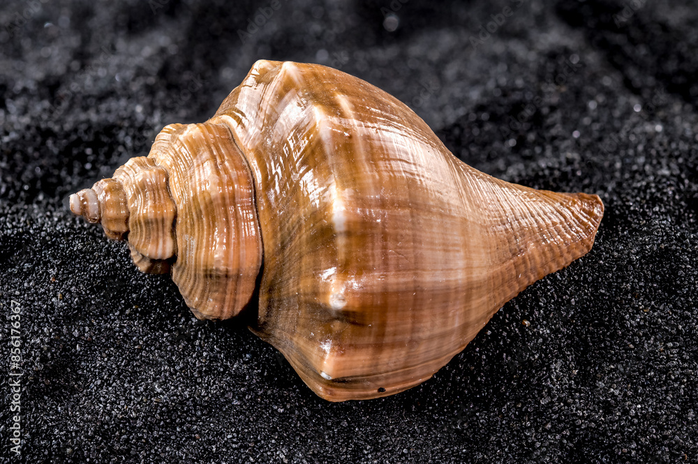 Hemifusus Tuba Seashell on a black sand background Hemifusus Tuba Seashell on a black sand background