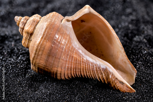 Hemifusus Tuba Seashell on a black sand background photo