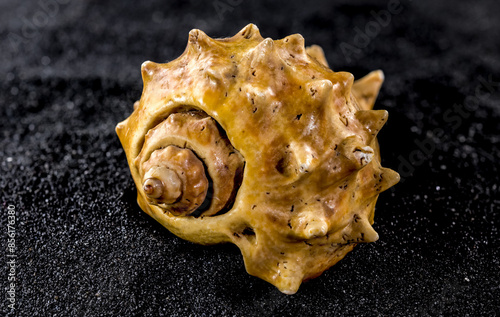 Old orange Seashell on a black sand background