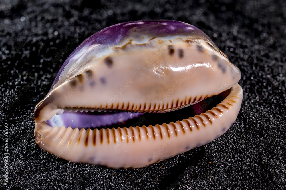 Cypraea caputserpentis Seashell on a black sand background Cypraea caputserpentis Seashell on a black sand background