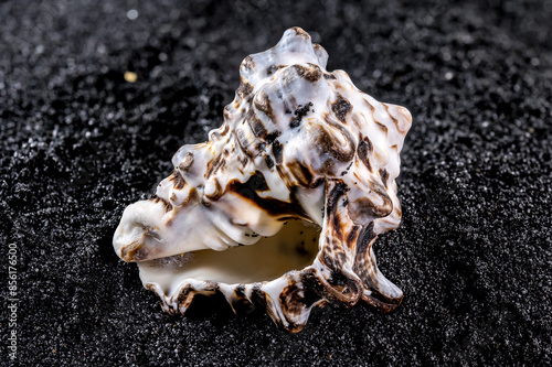 Vasum turbinellus Seashell on a black sand background photo