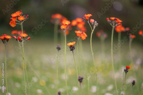 Hawkweed Hieracium Aurantiacum
 photo