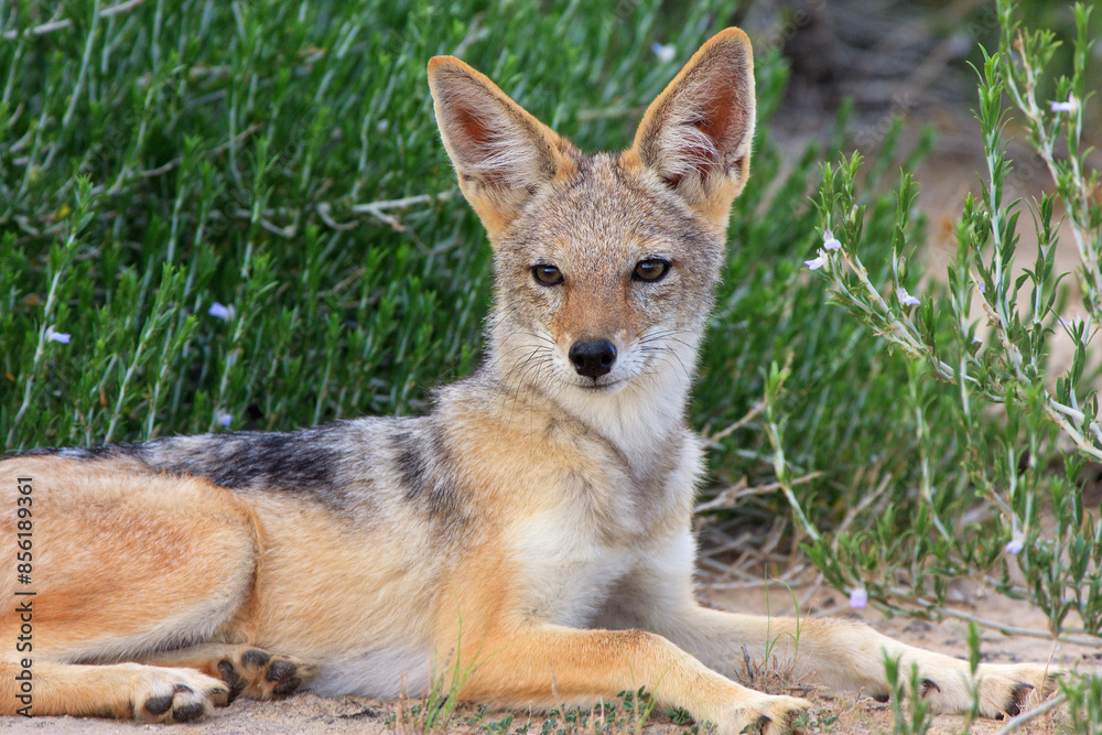 Fototapeta premium jakal Kgalagadi Transfrontier Park one of the great parks of South Africa wildlife and hospitality in the Kalahari desert