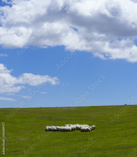 Sheep grazing. Sheep in the meadows of Legaire, Entzia mountain range, Basque Country. photo