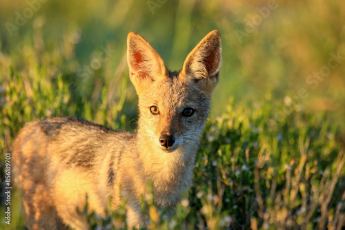 jakal kgalagadi Transfrontier Park one of the great parks of South Africa wildlife and hospitality in the Kalahari desert photo