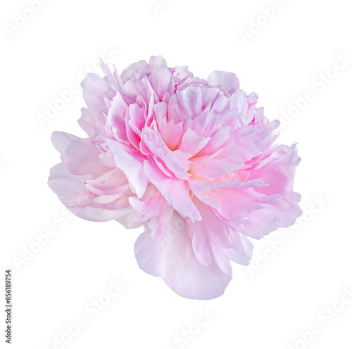 Pink peony flower.