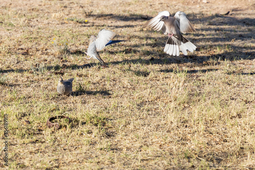 Scaled quail and doves photo