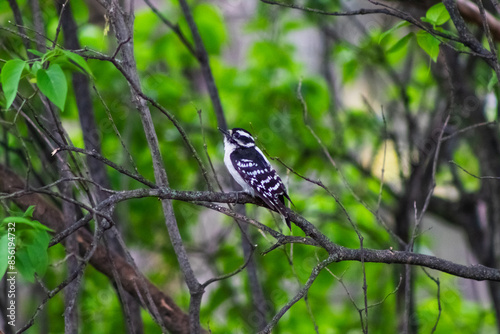 Downy Woodpecker in Branches photo