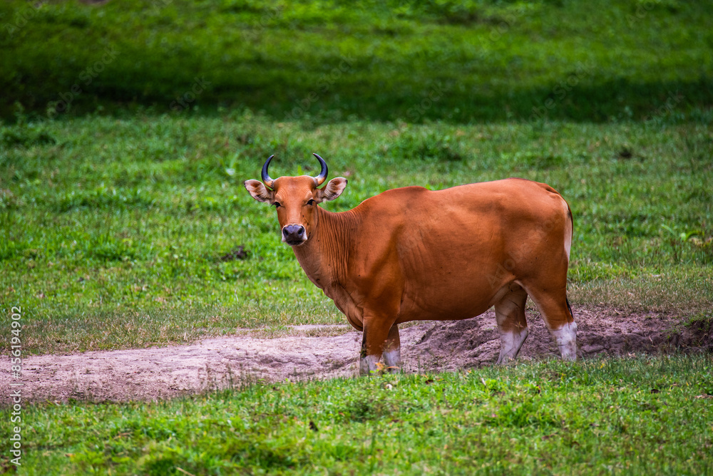 Bos javanicus in the pasture