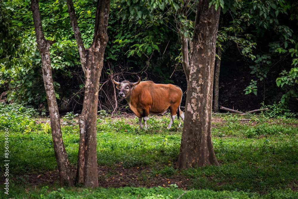 Bos javanicus in the pasture
