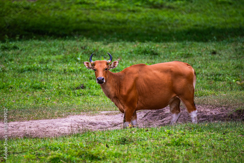 Obraz na płótnie Bos javanicus in the pasture w salonie