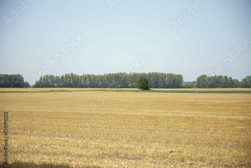 Tree line and agricultural field on coutryside