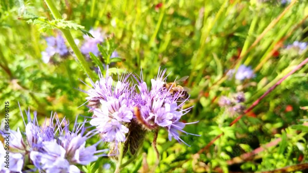 fleißige Biene sammelt Nektar an violetten Blüten, Insekt, Bienen, Distel, Bestäubung, fliegen, Honig, Makro, Zeitlupe, Nahaufnahme
fleißige Biene sammelt Nektar an violetten Blüten, Insekt, Bienen, Distel, Bestäubung, fliegen, Honig, Makro, Zeitlupe, Nahaufnahme