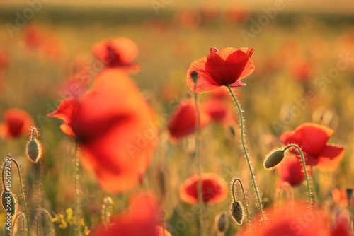 Poppies in the field at sunset
