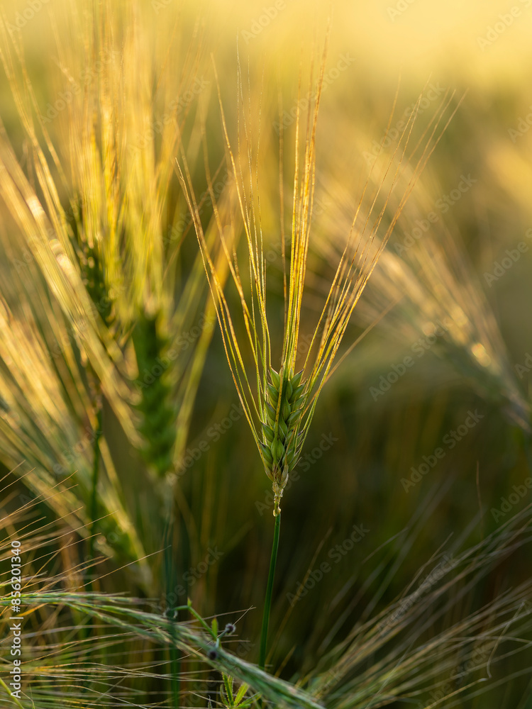 Abendliches Sonnenlicht am Feldrand, Getreideähren