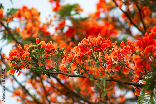 Bilde på lerret Flower, Krishnochura, Royal Poinciana, Flamboyant, Flower red, BD Flower, Bangla