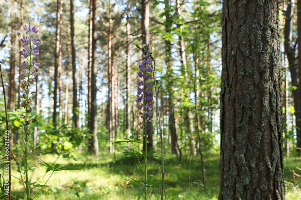 Beautiful flower in the forest against the background of trees. flower against a background of green foliage and blue sky. Beautiful flower in the forest against the background of trees. flower against a background of green foliage and blue sky.