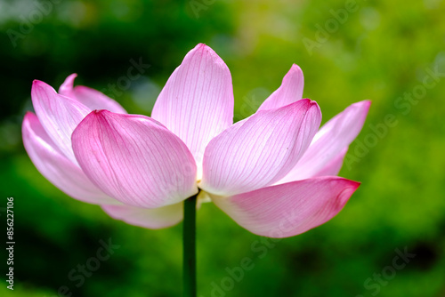 蓮の花