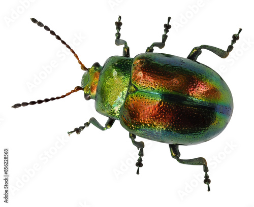 Beetle Chrysolina fastuosa, isolated on transparent background photo