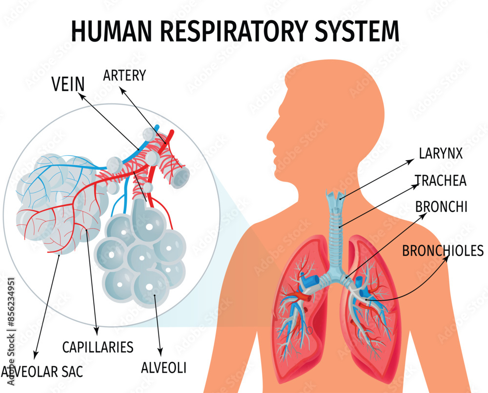 Fototapeta premium Human respiratory system. Vector Anatomy illustration.