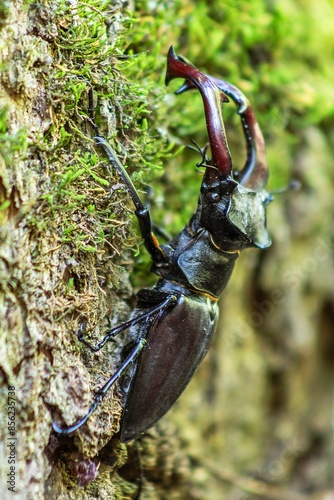 Details on the tree (Lucanus cervus)