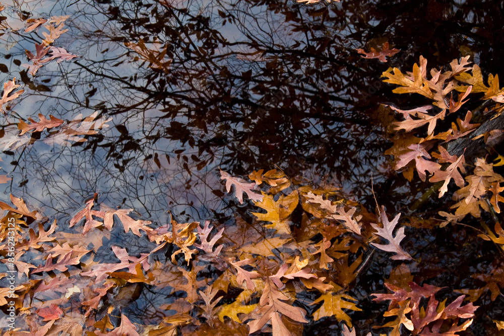 Floating Fall leaves Floating Fall leaves