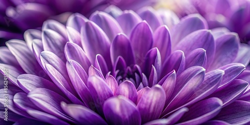 Close-up view of soft textured purple flower petals , delicate, purple, flower, petals, close-up, soft, textures, nature, beauty