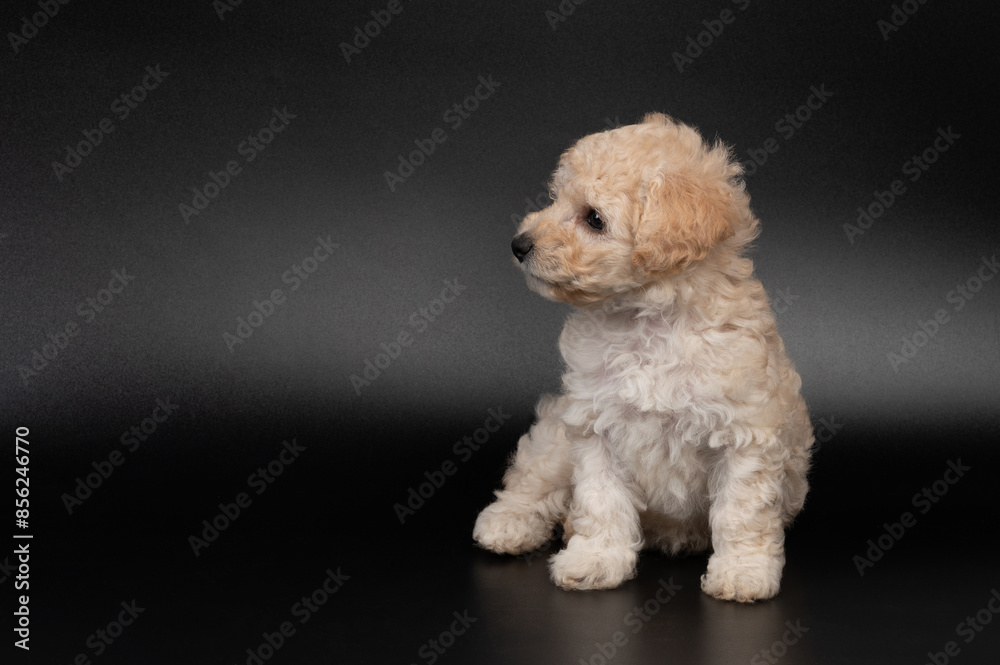 Sit and look on side poodle puppy dog